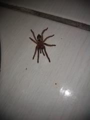 Dolichothele exilis