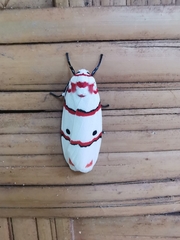 Cyana perornata