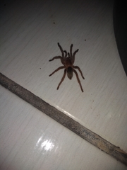 Dolichothele exilis
