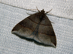 Parallelia bistriaris