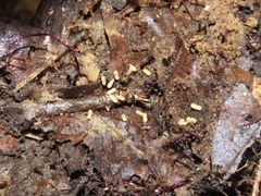 Ponera pennsylvanica