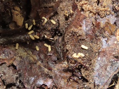 Ponera pennsylvanica