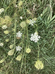 Daucus carota