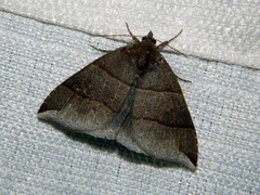 Parallelia bistriaris