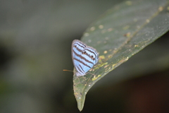Cepheuptychia cephus