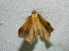 Antepione thisoaria