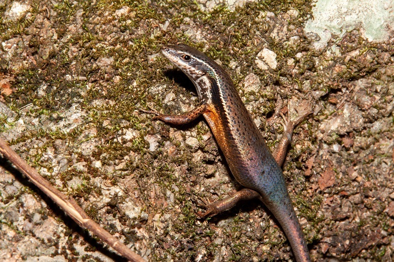 Black-Throated Rainbow-Skink