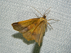 Antepione thisoaria