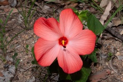 Abelmoschus moschatus tuberosus