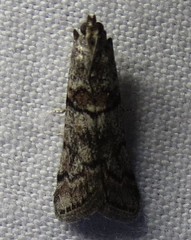 Promylea lunigerella