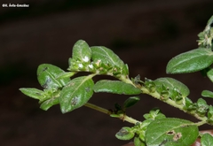 Euploca pringlei