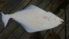 Hippoglossus stenolepis