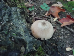 Pluteus americanus