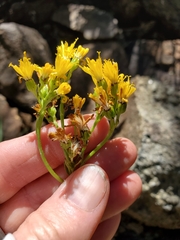 Senecio scorzonella