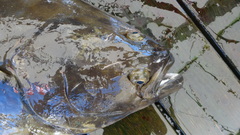 Hippoglossus stenolepis