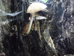 Pluteus americanus