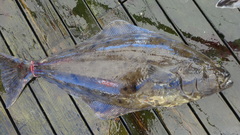 Hippoglossus stenolepis