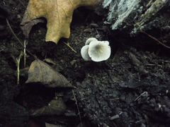Pluteus americanus