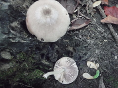 Pluteus americanus