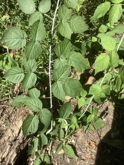 Rubus occidentalis