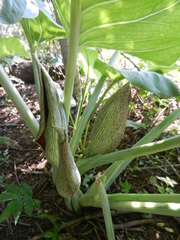 Synandrospadix vermitoxicus