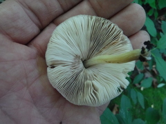 Pluteus americanus