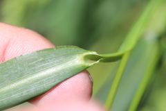 Echinochloa frumentacea