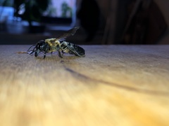 Megachile sculpturalis