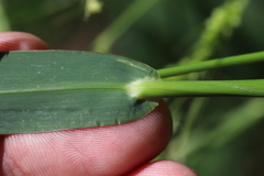 Echinochloa frumentacea