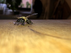 Megachile sculpturalis