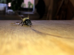 Megachile sculpturalis