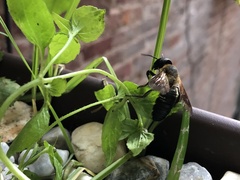 Megachile sculpturalis