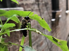 Megachile sculpturalis