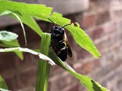 Megachile sculpturalis