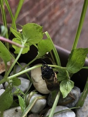 Megachile sculpturalis