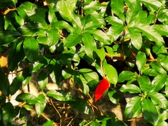 Sterculia lanceolata