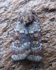 Abagrotis pulchrata