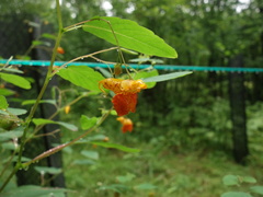 Impatiens capensis