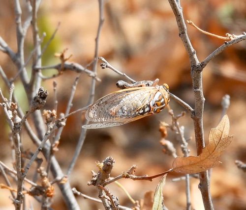 Great Mescalero Cicada
