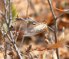 Megatibicen harenosus