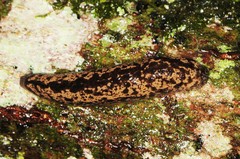 Philomycus flexuolaris