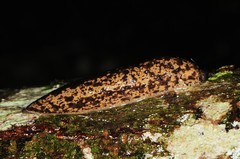 Philomycus flexuolaris