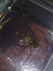 Enaphalodes cortiphagus
