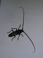 Enaphalodes cortiphagus