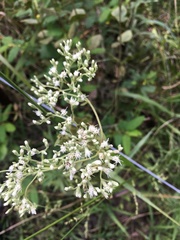 Eupatorium rotundifolium