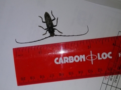 Enaphalodes cortiphagus