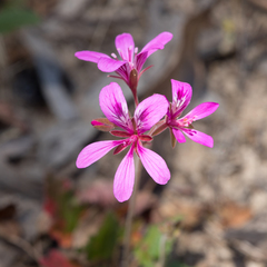 Pelargonium rodneyanum