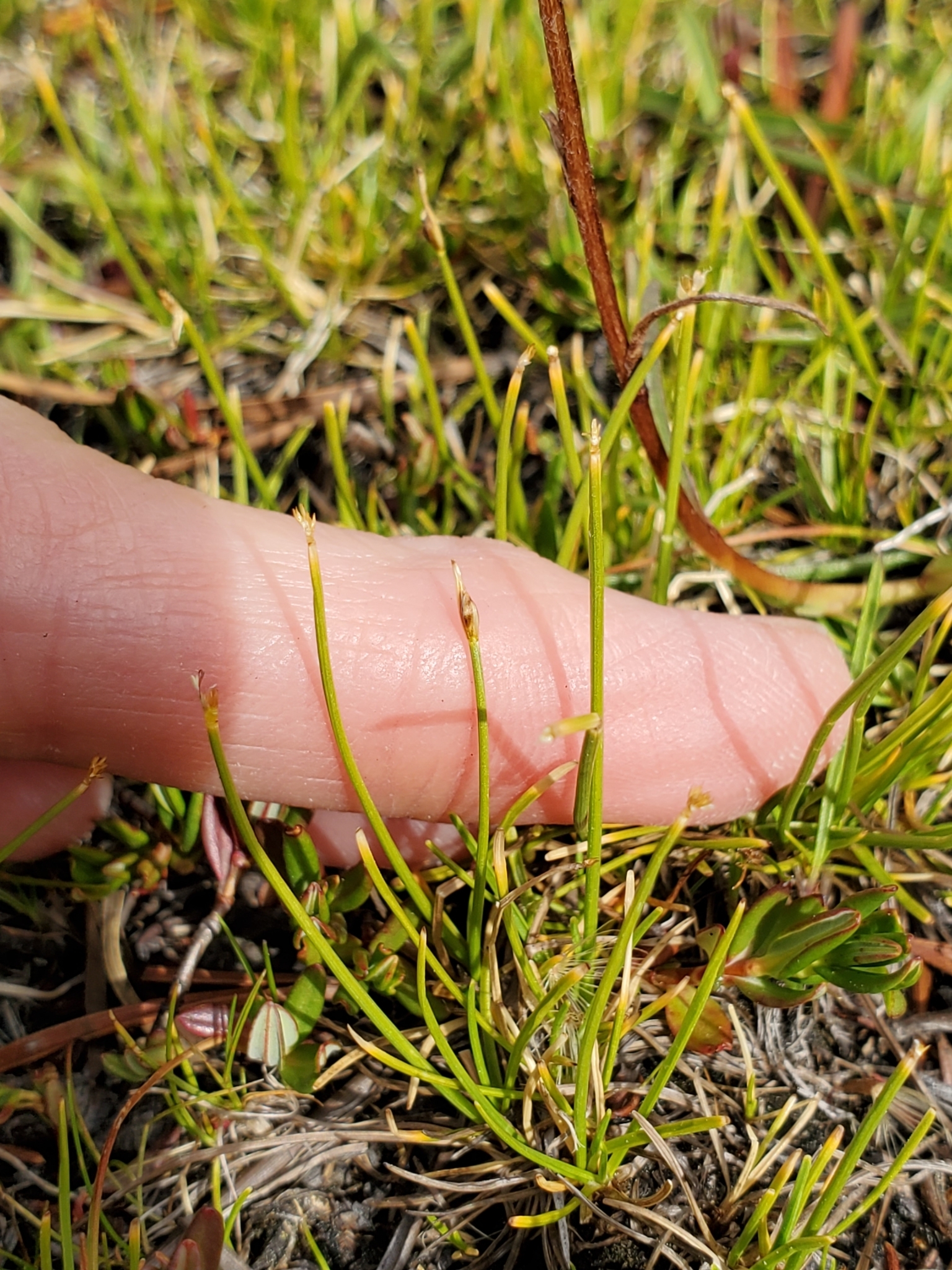 Trichophorum clementis