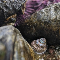 Calliostoma canaliculatum