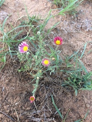 Aphanostephus skirrhobasis